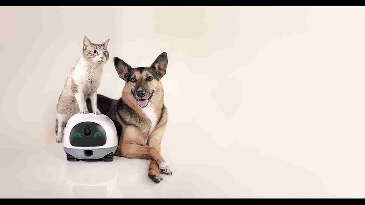 五大最值得購買的智能寵物監視器【2019年最新】五大最值得購買的智能寵物監視器【2019年最新】