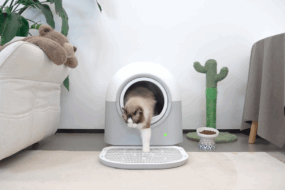 cat automatic Litter Boxes